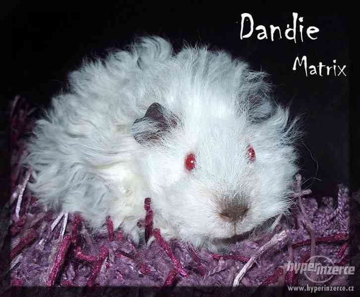 LUNKARYA HIMALAYA morčata, morčátka, morče - foto 6