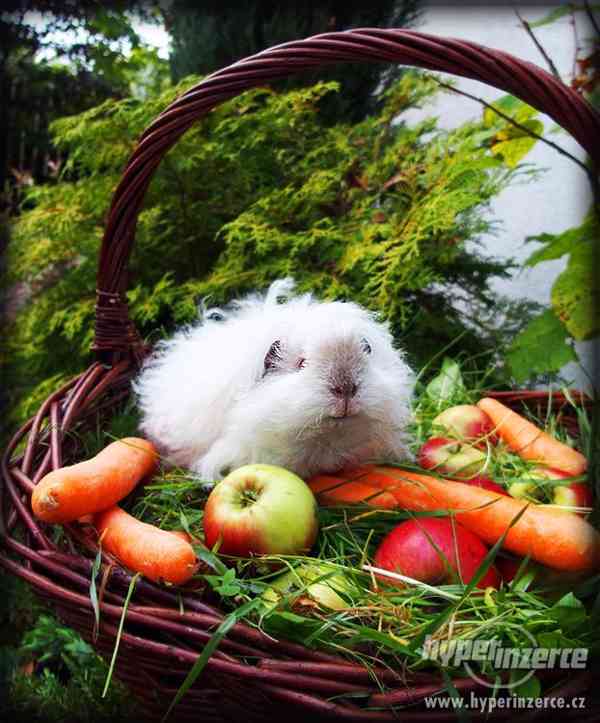 LUNKARYA HIMALAYA morčata, morčátka, morče - foto 7