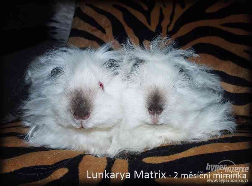 LUNKARYA HIMALAYA morčata, morčátka, morče - foto 8