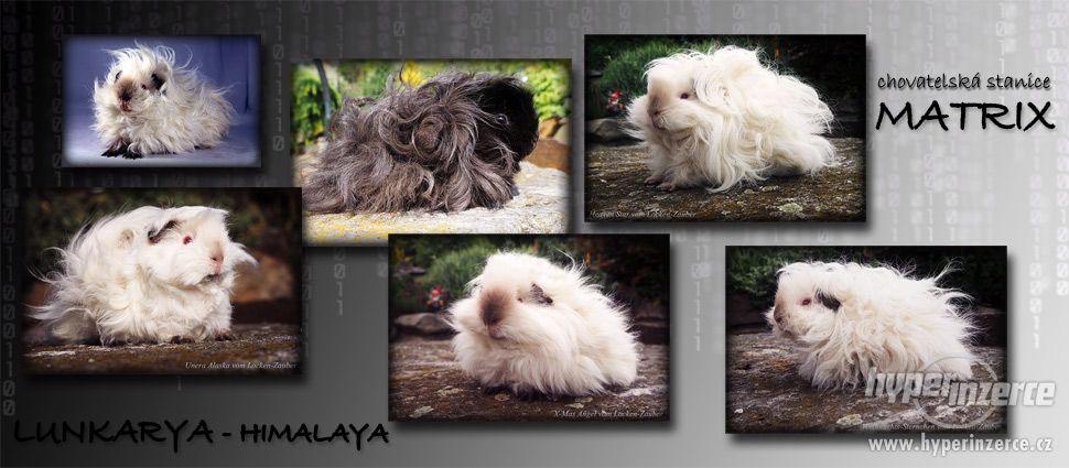 LUNKARYA HIMALAYA morčata, morčátka, morče - foto 9
