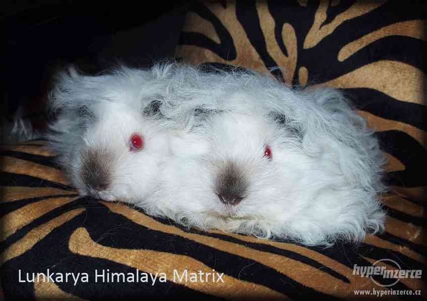 LUNKARYA HIMALAYA morčata, morčátka, morče - foto 10