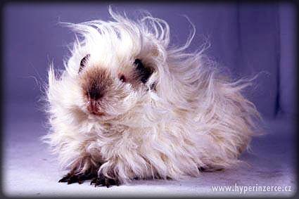 LUNKARYA HIMALAYA morčata, morčátka, morče - foto 11