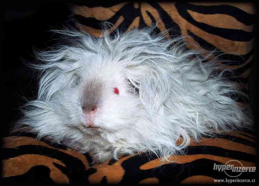 LUNKARYA HIMALAYA morčata, morčátka, morče - foto 12