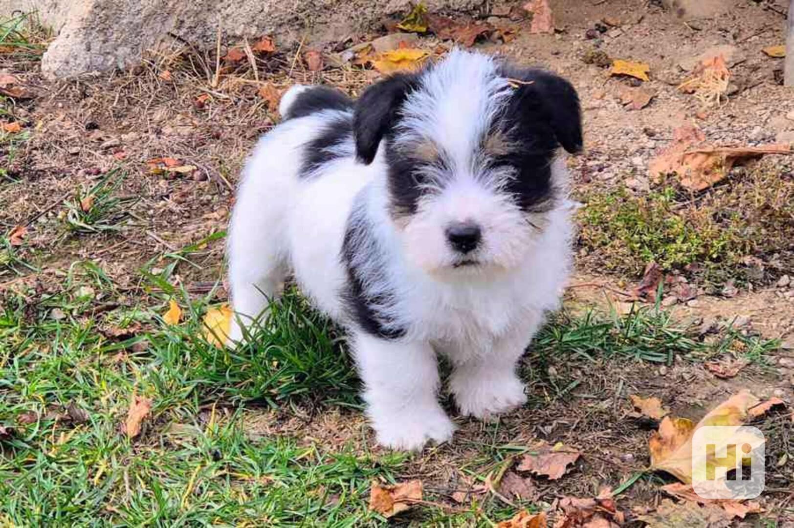 štěňátka shih tzu k adopci zdarma - foto 1
