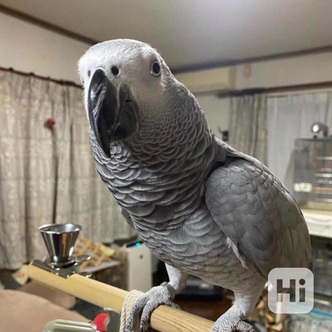 Snění malí šedí papoušci k dispozici s doklady - foto 1