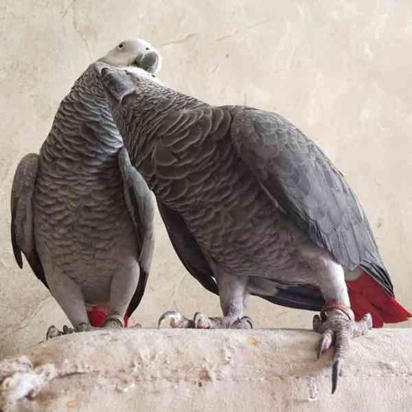 Snění malí šedí papoušci k dispozici s doklady - foto 4