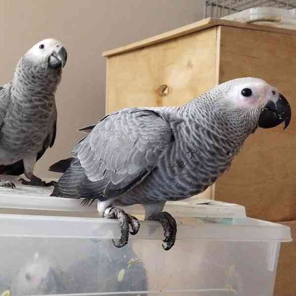 Snění malí šedí papoušci k dispozici s doklady - foto 3