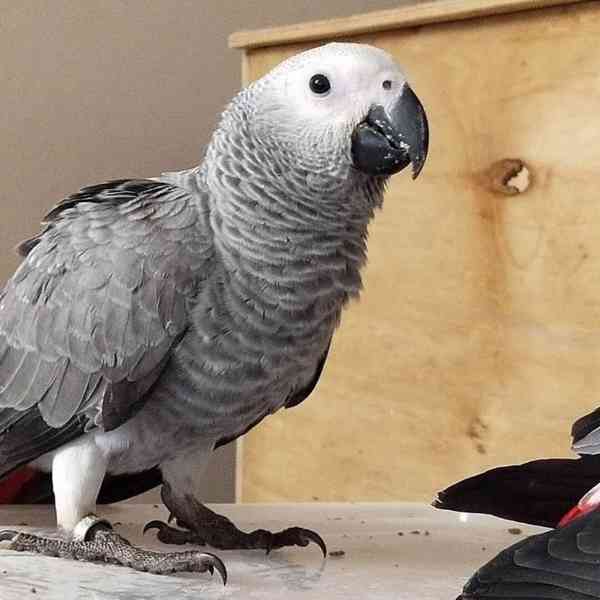 Snění malí šedí papoušci k dispozici s doklady - foto 2