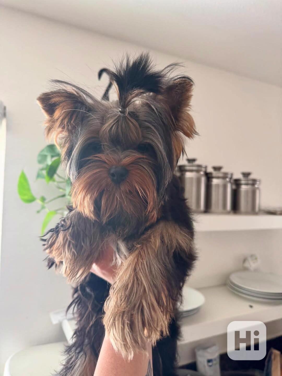 GORGEOUS MALE AND FEMALE YORKIE PUPPIES - foto 1