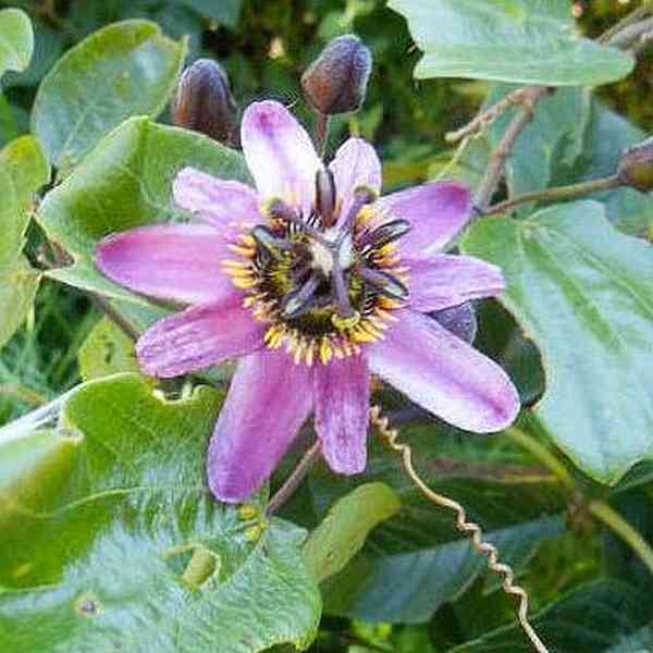 semena Passiflora alnifolia - Mučenka olšolistá - foto 1