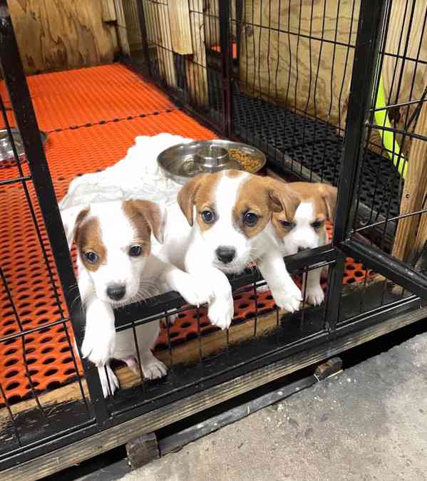 Zdravá štěňata Jack Rusell k adopci. - foto 1