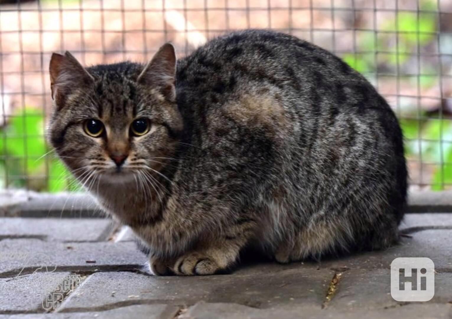 Darujeme myšilovku - foto 1