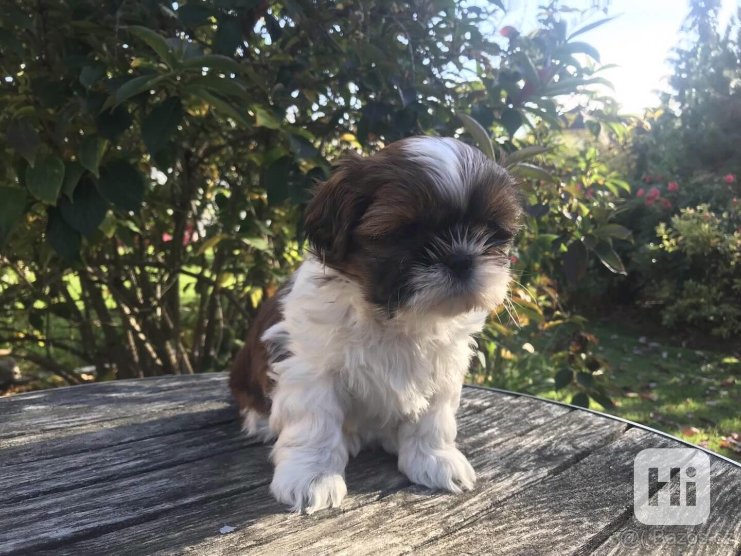 Rozkošná štěňata Shih Tzu - foto 1