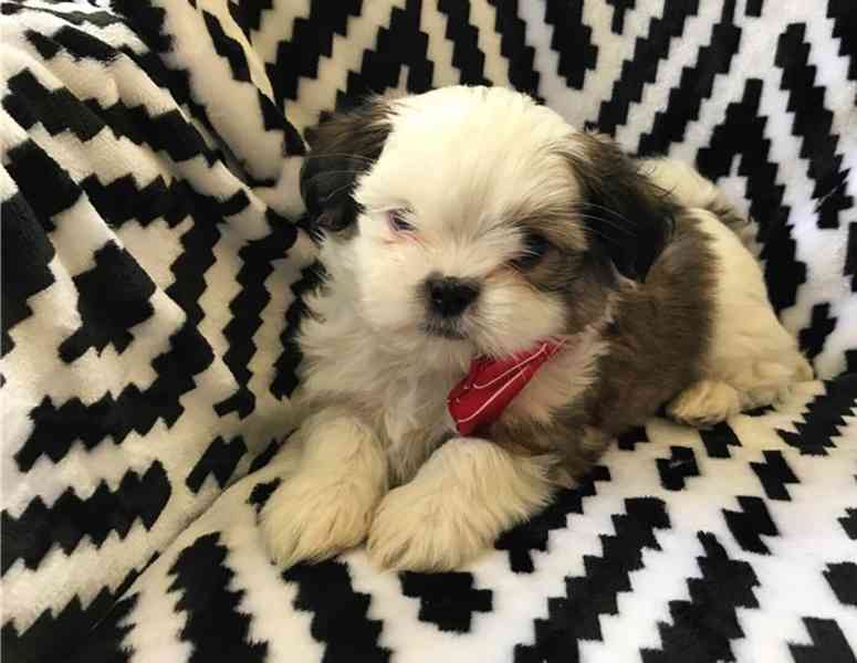 Rozkošná štěňata Shih Tzu - foto 2