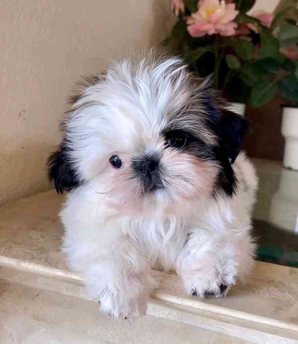Dárek štěňátka shih tzu k adopci zdarma - foto 2
