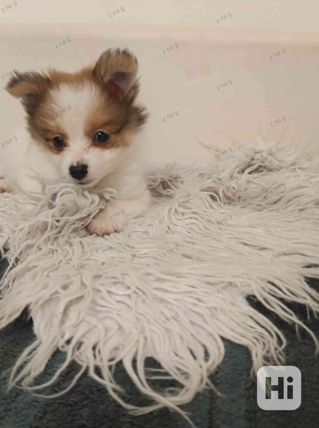 Pomeranian x  Čivava - foto 1