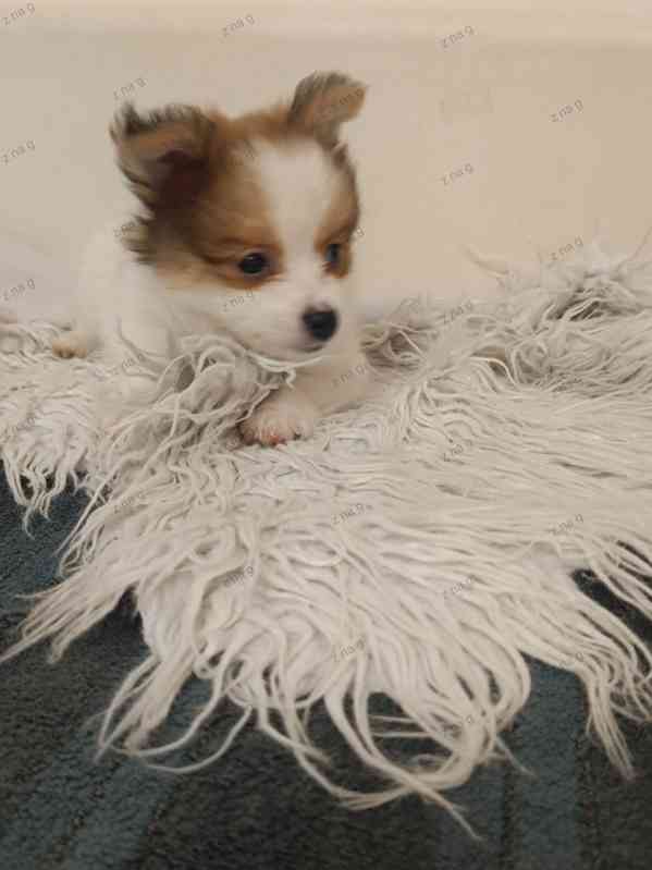 Pomeranian x  Čivava - foto 4