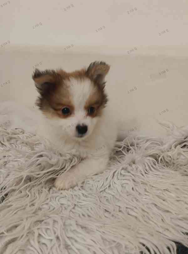 Pomeranian x  Čivava - foto 5