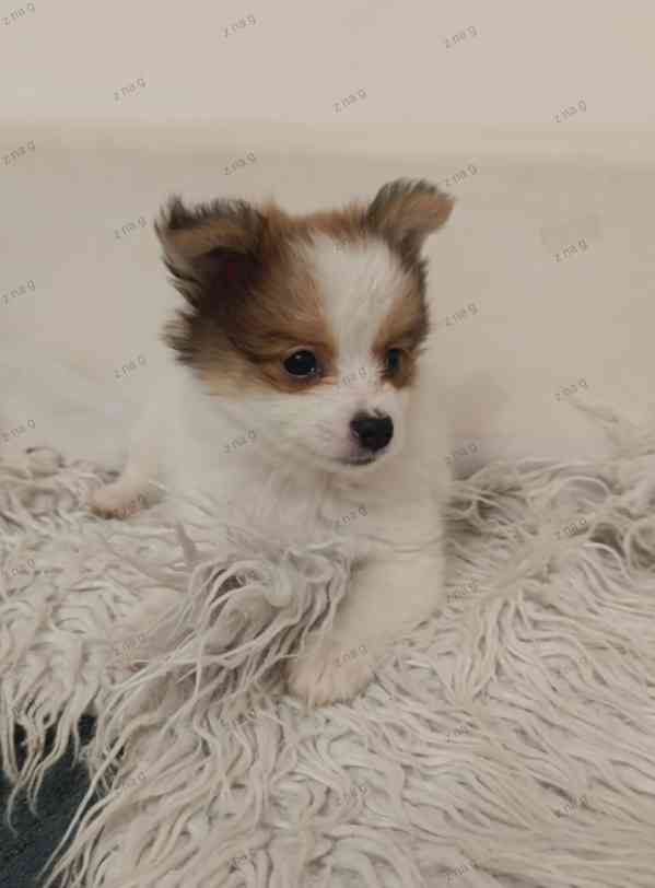 Pomeranian x  Čivava - foto 6