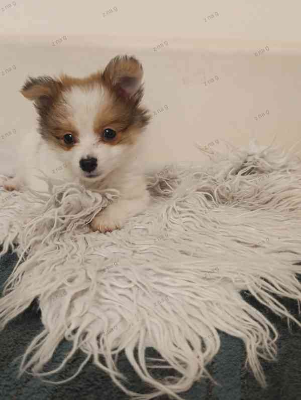 Pomeranian x  Čivava - foto 3