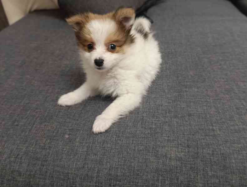 Pomeranian x  Čivava - foto 2