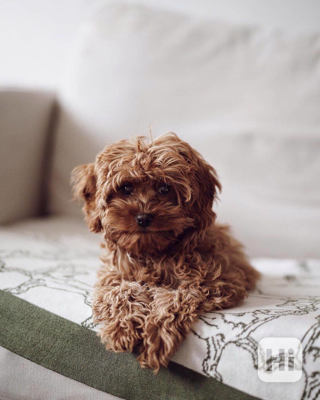 Cavapoo puppy - foto 1