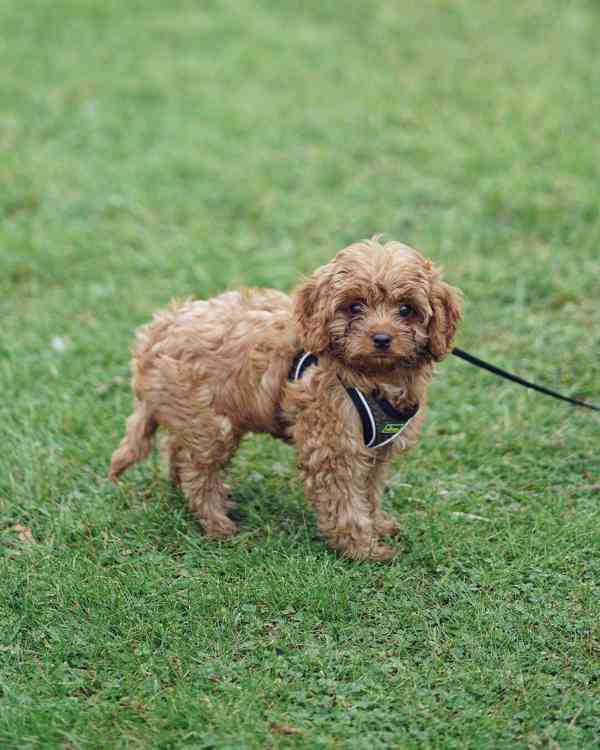 Cavapoo puppy - foto 4
