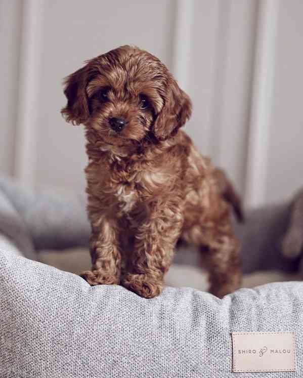 Cavapoo puppy - foto 2