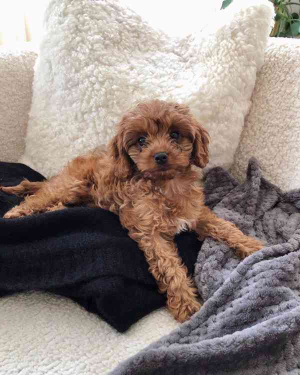 Cavapoo puppy - foto 3
