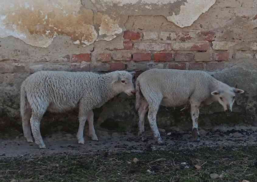 Letošní jehňata  - foto 5