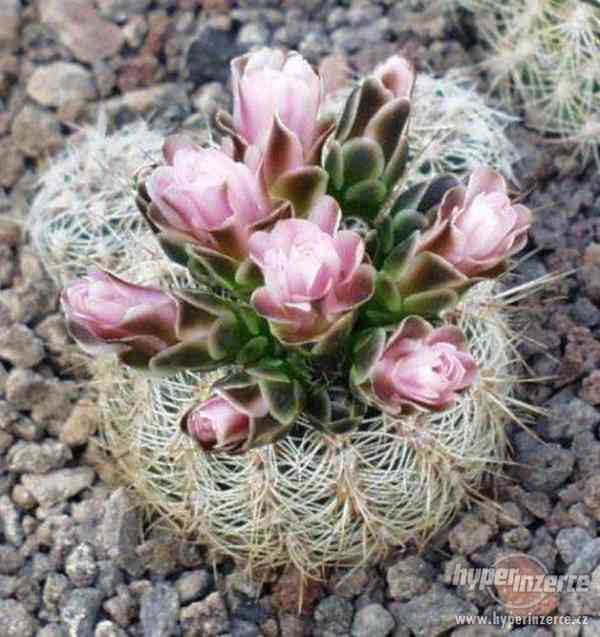 Kaktus Gymnocalycium bruchii v. albispinum - semena - foto 1