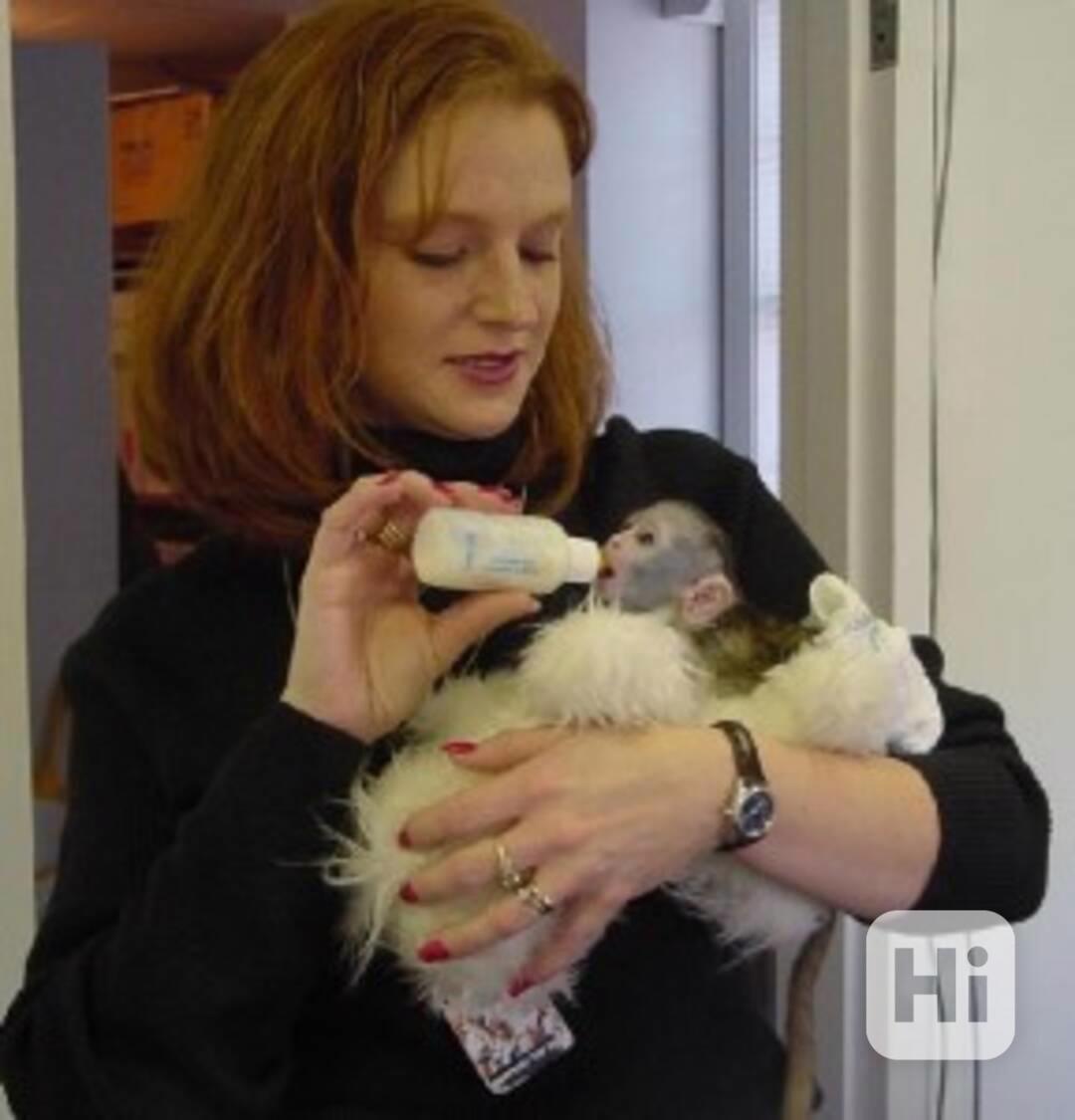 Úžasné kapucínské opice na prodej - foto 1