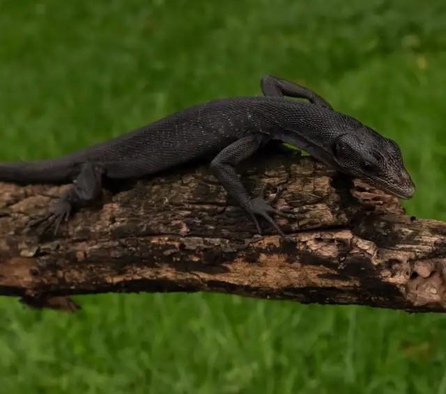 Černý varan stromový (Varanus beccarii) - foto 3
