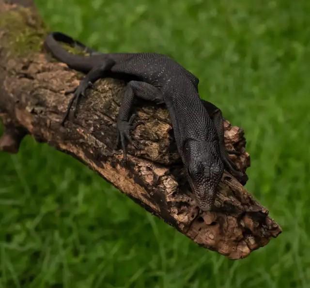 Černý varan stromový (Varanus beccarii) - foto 2