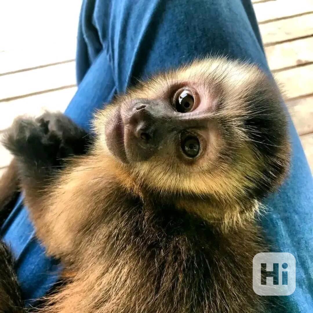  Velmi krásné kapucínské opice  - foto 1