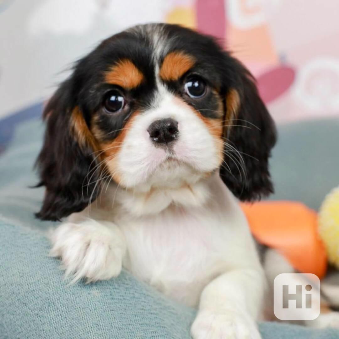 kavalír king charles španěl štěňata - foto 1