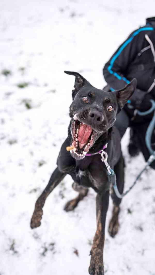Arthur-roční kříženec, aktivní, temperamentní a mazlivý kluk - foto 4