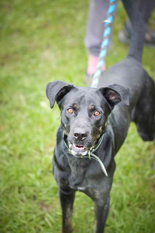 Arthur-roční kříženec, aktivní, temperamentní a mazlivý kluk - foto 11