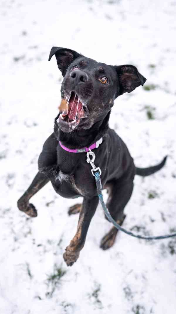 Arthur-roční kříženec, aktivní, temperamentní a mazlivý kluk - foto 3