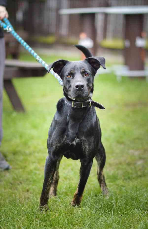 Arthur-roční kříženec, aktivní, temperamentní a mazlivý kluk - foto 8