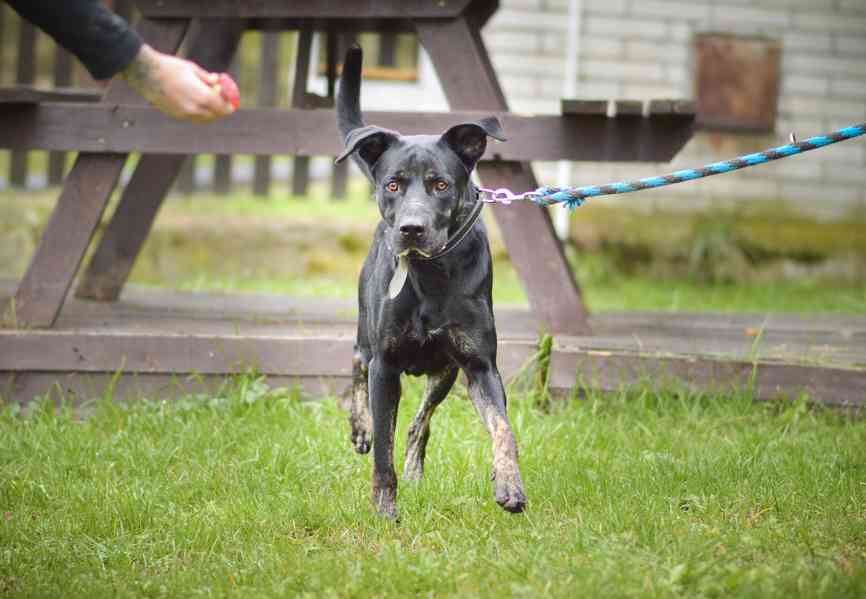 Arthur-roční kříženec, aktivní, temperamentní a mazlivý kluk - foto 10