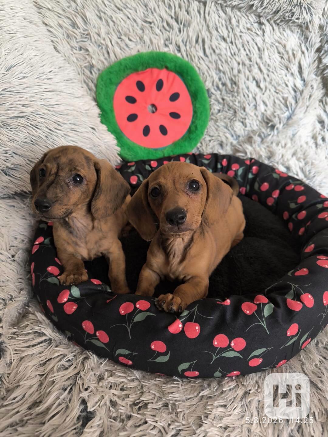 Jezevčík hladkosrstý trpasličí/králičí žíhaný (brindle) - foto 1