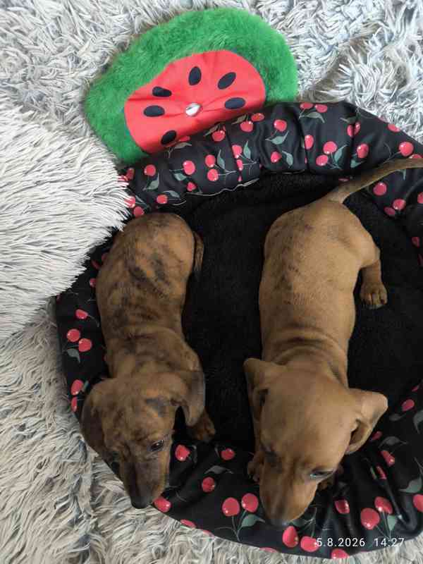 Jezevčík hladkosrstý trpasličí/králičí žíhaný (brindle) - foto 13