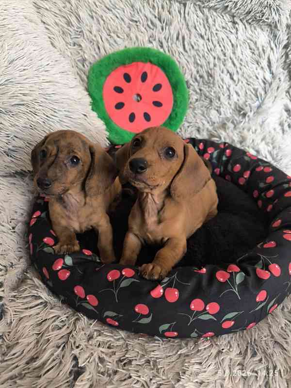Jezevčík hladkosrstý trpasličí/králičí žíhaný (brindle) - foto 9