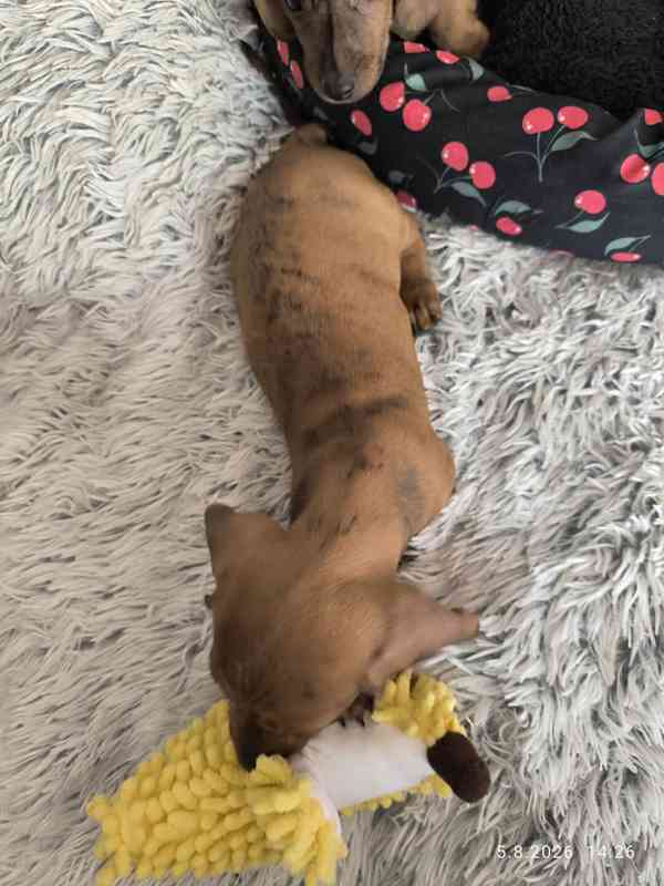 Jezevčík hladkosrstý trpasličí/králičí žíhaný (brindle) - foto 10