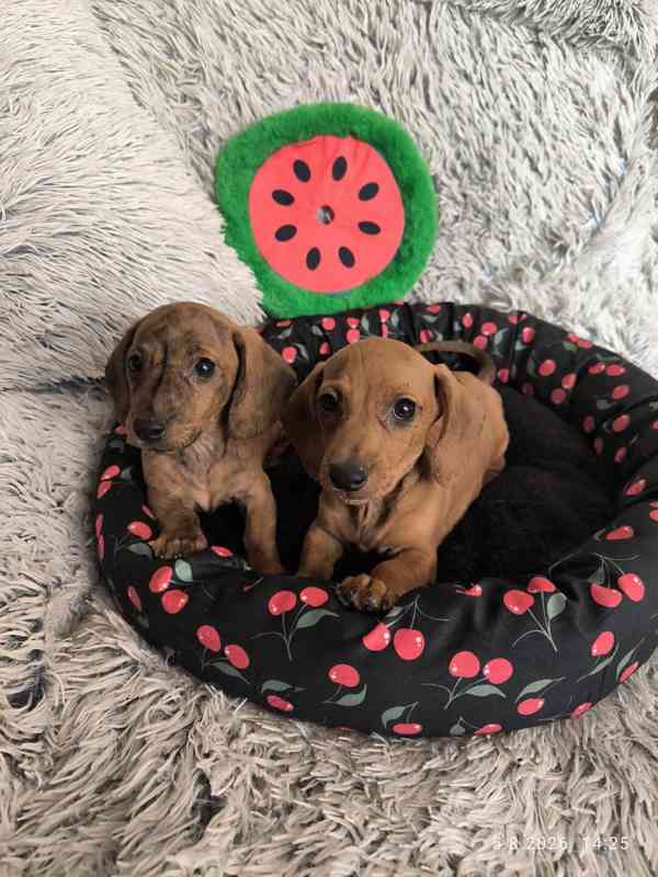 Jezevčík hladkosrstý trpasličí/králičí žíhaný (brindle) - foto 7