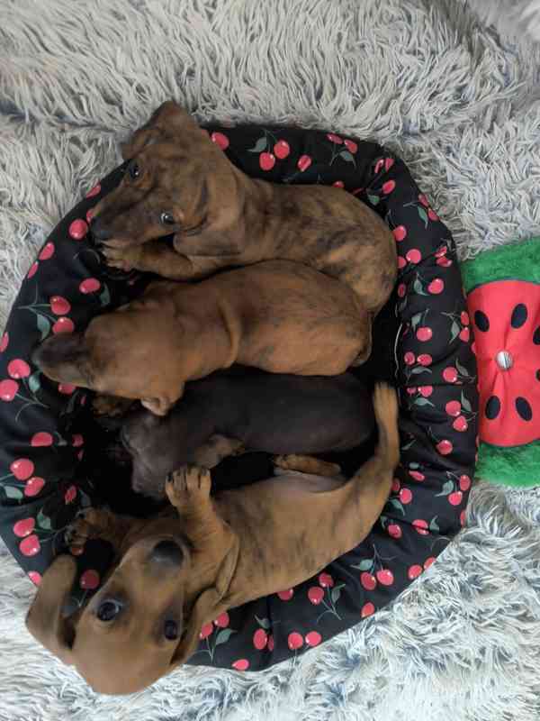 Jezevčík hladkosrstý trpasličí/králičí žíhaný (brindle) - foto 4