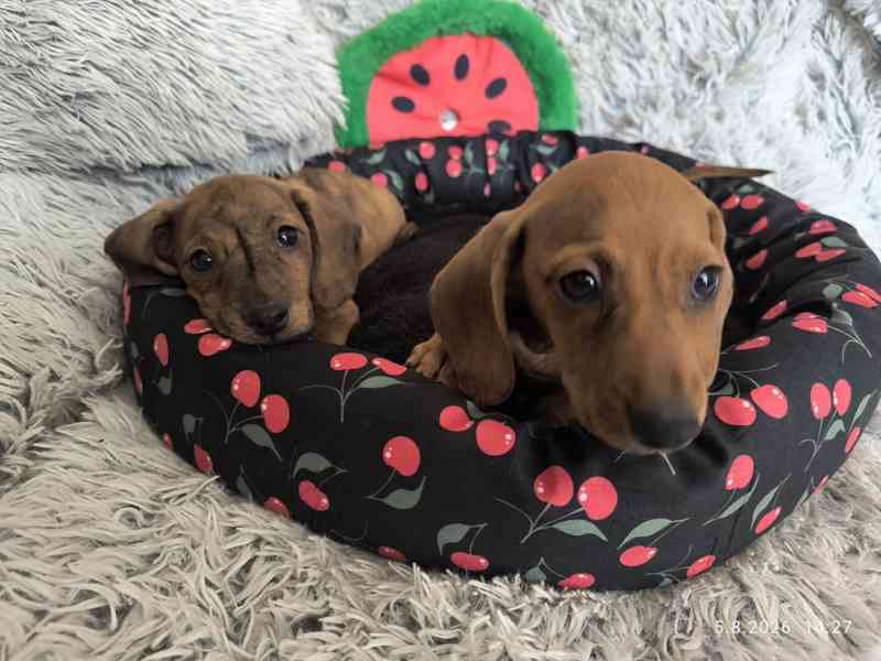 Jezevčík hladkosrstý trpasličí/králičí žíhaný (brindle) - foto 12