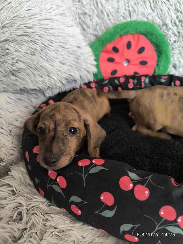 Jezevčík hladkosrstý trpasličí/králičí žíhaný (brindle) - foto 8