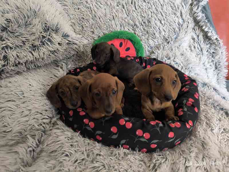 Jezevčík hladkosrstý trpasličí/králičí žíhaný (brindle) - foto 3